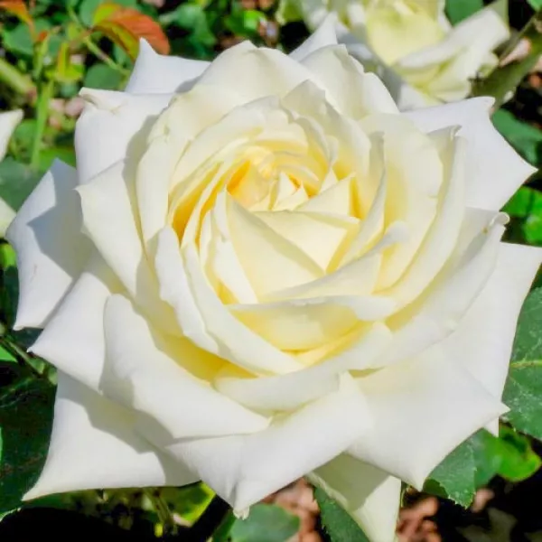 Trandafir teahibrid White