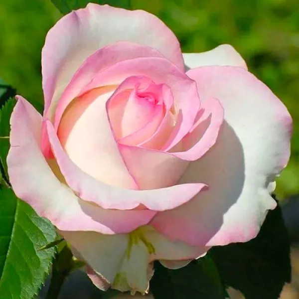 Trandafir teahibrid White Pink