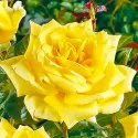 Trandafir teahibrid Yellow