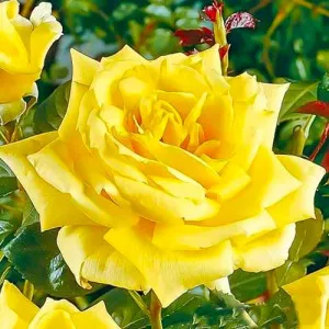 Trandafir teahibrid Yellow