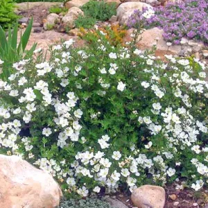 Potentilla Abbotswood