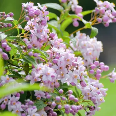 Deutzia Mont Rose