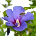Hibiscus Oiseau Blue