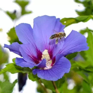Hibiscus Oiseau Blue