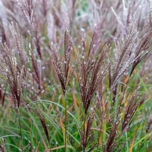 Iarba elefantului (Miscanthus) Ferner Osten