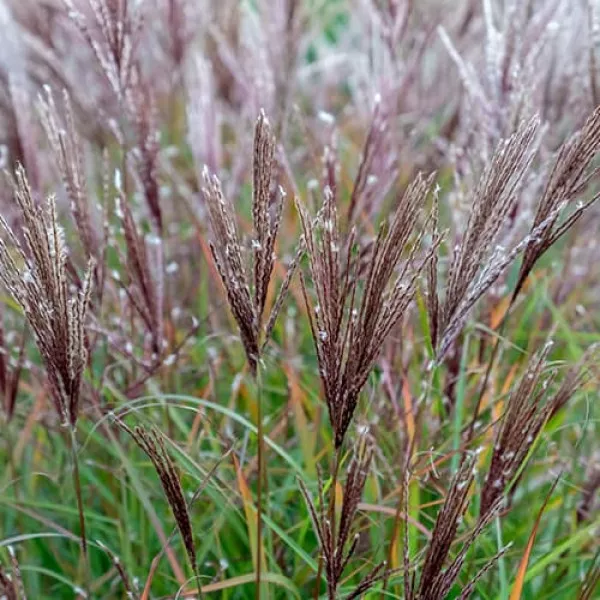 Iarba elefantului (Miscanthus) Ferner Osten