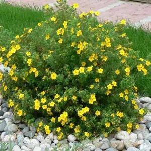 Potentilla Sommerflor
