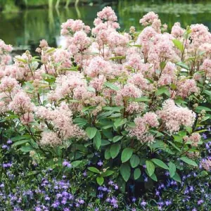 Liliac californian (Ceanothus pallidus) Marie Simon