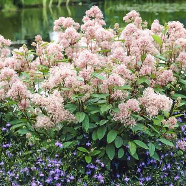 Liliac californian (Ceanothus pallidus) Marie Simon