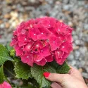 Hortensia macrophylla Alpengluhen