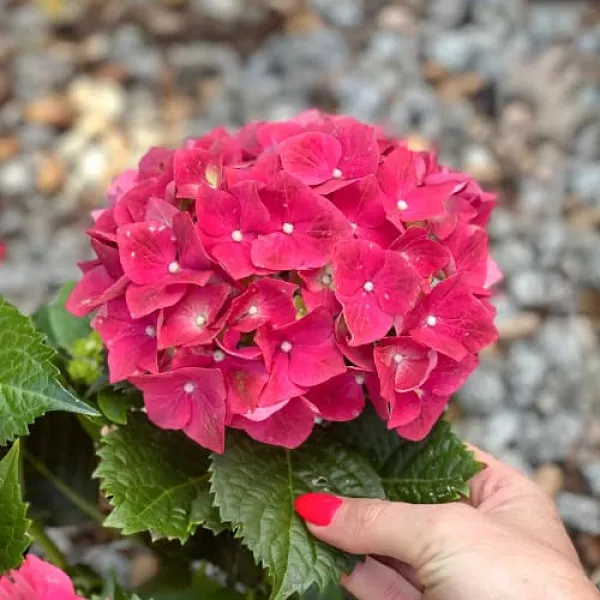 Hortensia macrophylla Alpengluhen