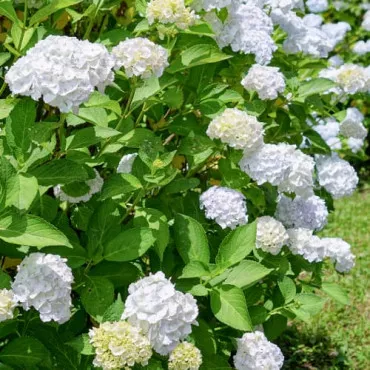 Hortensia macrophylla Soeur Therese