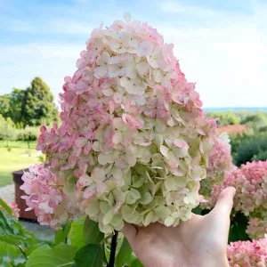 Hortensia paniculata Vanilla Fraise