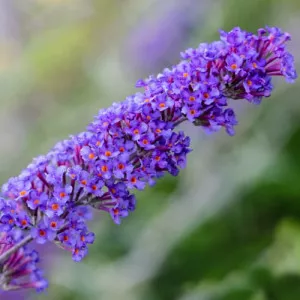 Liliac de vară Nanho Blue