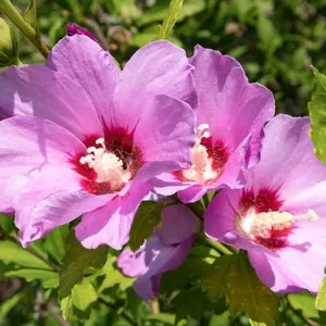 Hibiscus Woodbridge