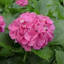 Hortensia macrophylla Pia