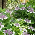 Hortensia macrophylla Libelle