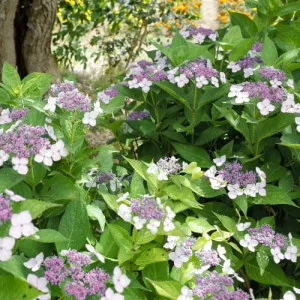 Hortensia macrophylla Libelle