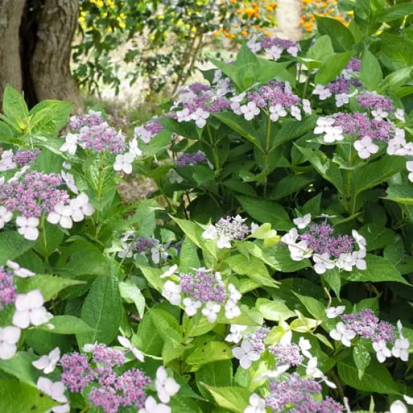 Hortensia macrophylla Libelle