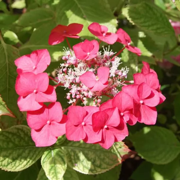 Hortensia macrophylla Rotkehlchen