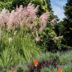 Iarbă de pampas Pink Feather