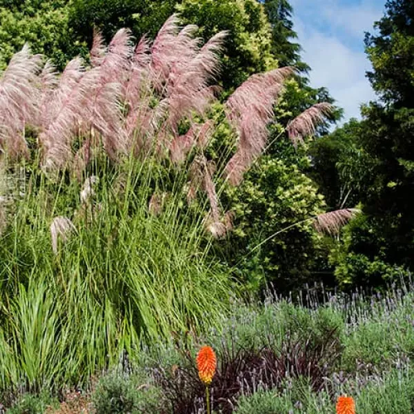 Iarbă de pampas Pink Feather