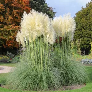 Iarbă de pampas White Feather