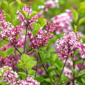Liliac Red Pixie