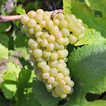 Viță de vie Pinot Blanc