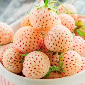 Căpșuni Ananas