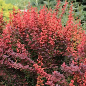 Dracila japoneză Atropurpurea