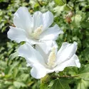 Hibiscus William R. Smith