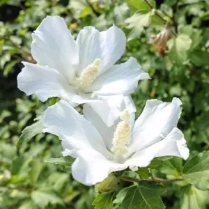 Hibiscus William R. Smith