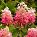 Hortensia paniculata Red Star