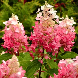 Hortensia paniculata Red Star