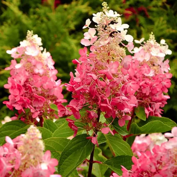 Hortensia paniculata Red Star