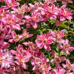 Clematis Montana Broughton Star