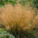Deschampsia (Tîrsă) Northern Lights