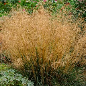 Deschampsia (Tîrsă) Northern Lights