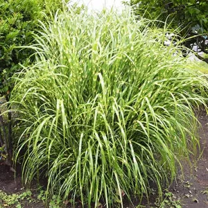 Iarba elefantului (Miscanthus) Zebrinus
