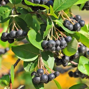 Aronia antistres