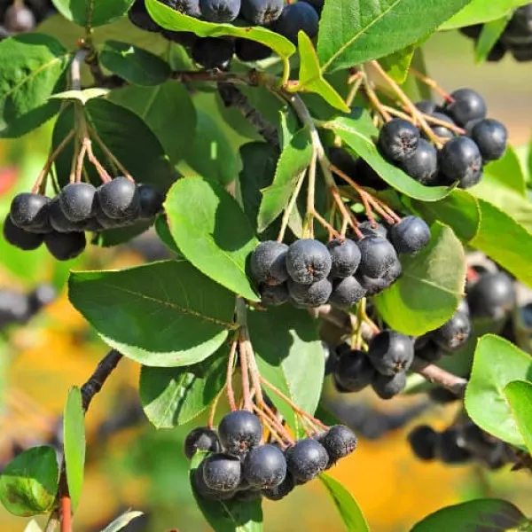 Aronia antistres