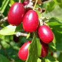 Corn (Cornus Mas)