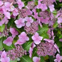 Hortensia macrophylla Mariesii Perfecta