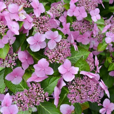 Hortensia macrophylla Mariesii Perfecta
