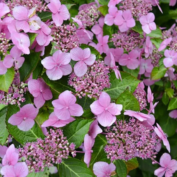 Hortensia macrophylla Mariesii Perfecta