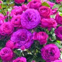 Trandafir floribunda Dark Pink