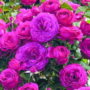 Trandafir floribunda Dark Pink
