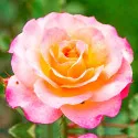 Trandafir teahibrid Lemon Pink