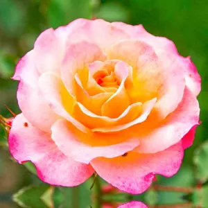 Trandafir teahibrid Lemon Pink